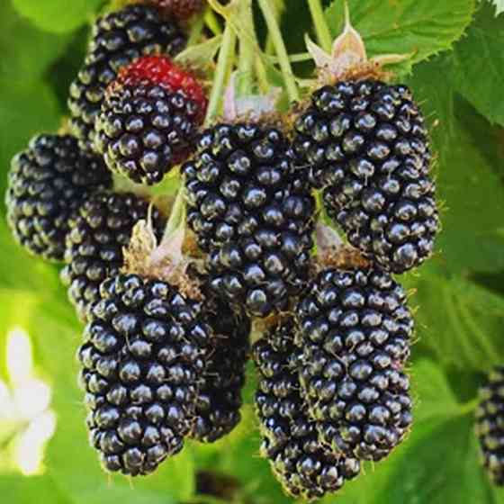 Саджанці ожини Адріана (черенкований) - 1-річний Чернівці