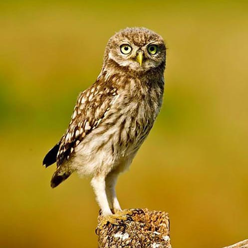 Будиночок для сови "Жеррі" охра Миколаїв - фото 4