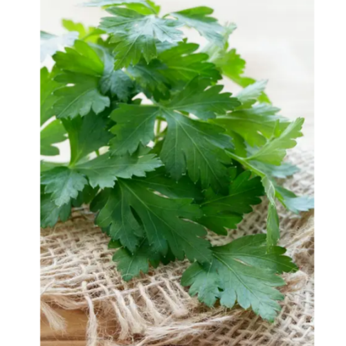 Петрушка Гігантелла 2гр Смачний Житомир