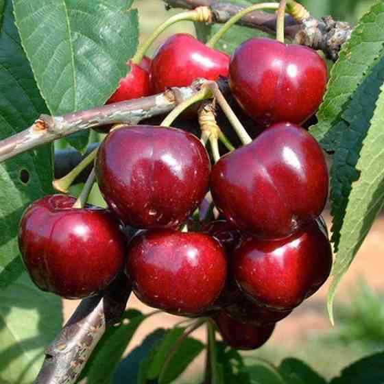 Саджанці черешні Фольфер (привитий) - 2-річний Чернівці