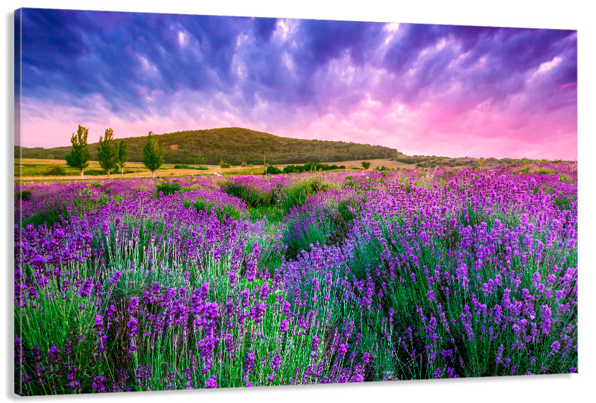 Картина полотно у вітальню / спальню  Лавандові поля    MLP_393 ( 60х30см ) 80х160см Київ - фото 1