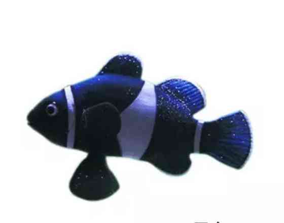 Штучна рибка Клоун силіконова та люмінісцентна 4 на 6 см синьо-білий Київ