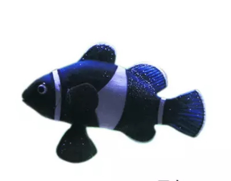 Штучна рибка Клоун силіконова та люмінісцентна 4 на 6 см синьо-білий Київ - фото 1