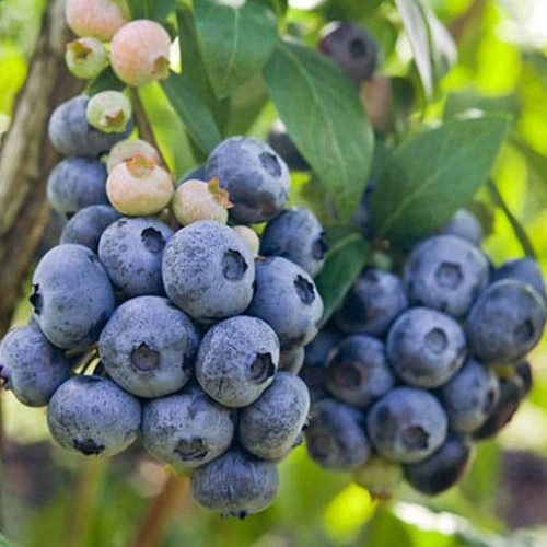 Саженцы голубики Дарроу (черенкованный) - 4-летний Черновцы - изображение 1