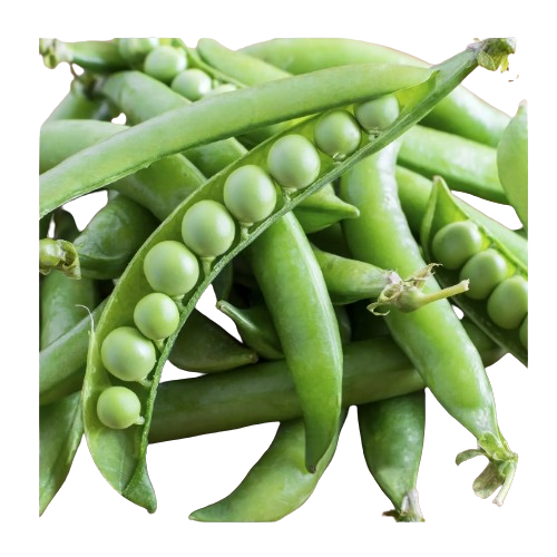 Горох овочевий Муцио 5гр Професійне насіння Житомир