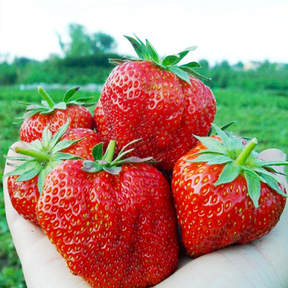 Саженцы клубники Гигантела Макси (10 штук) Черновцы - изображение 1