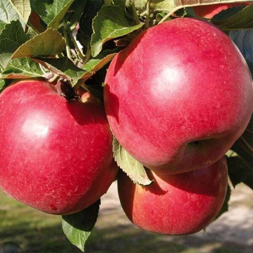 Саджанці яблуні Заславське (привитий) - 2-річний Чернівці - фото 1