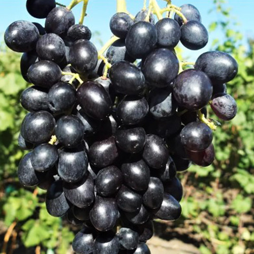 Саженцы винограда Черная Девушка (черенкованный) - 2-летний Черновцы - изображение 1