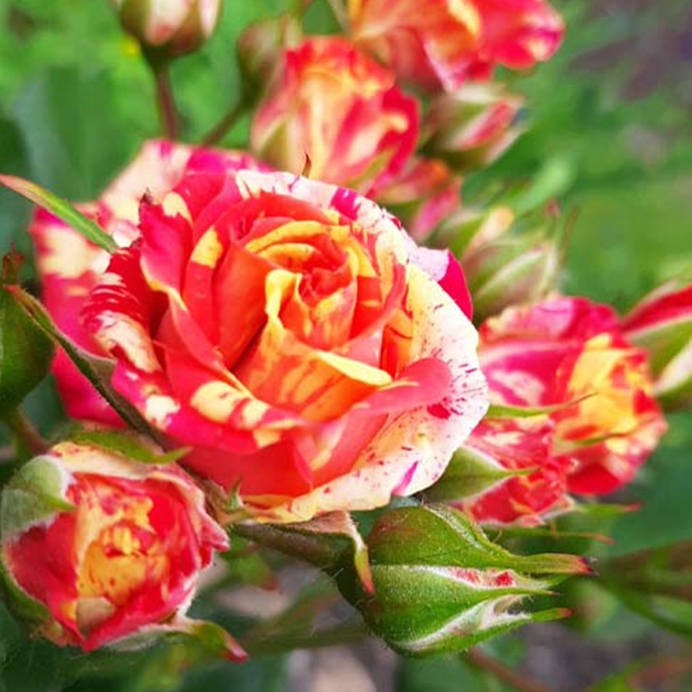 Саженцы бордюрных роз Файер Флеш (привитый) Черновцы - изображение 2