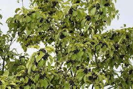 Кора крушини (Кора крушины)100г master sem Киев - изображение 5