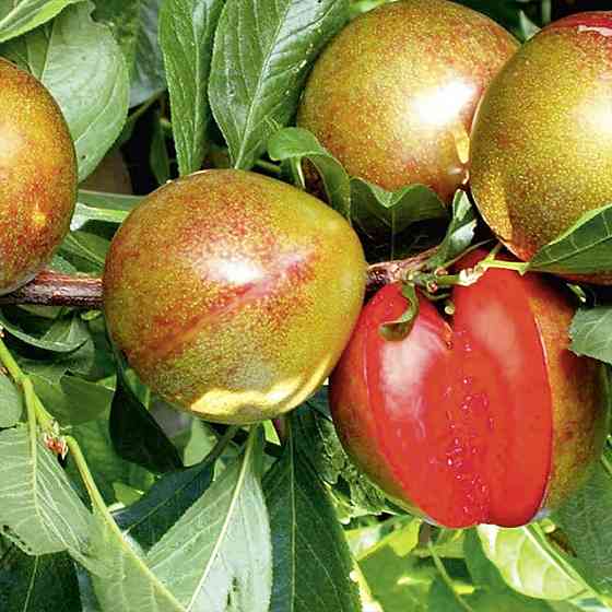 Саженцы плуота Флавор Супреме (привитый) - 1-летний Черновцы