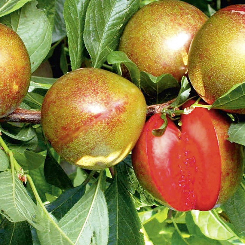 Саджанці плуота Флавор Супреме (привитий) - 1-річний Чернівці - фото 3