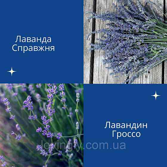 Лавандин сорту Grosso  дворічний сформований  саджанець діаметром до 30 см Ірпінь