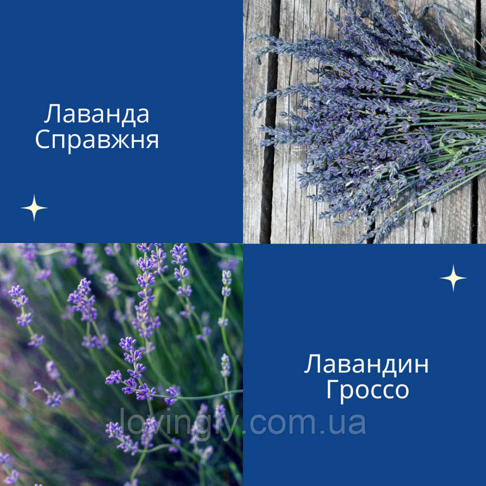 Лавандин сорту Grosso  дворічний сформований  саджанець діаметром до 30 см Ірпінь - фото 4