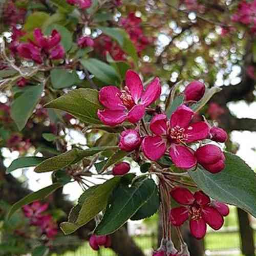 Саженцы яблони Недзвецкого (привитый) - 2-летний Черновцы