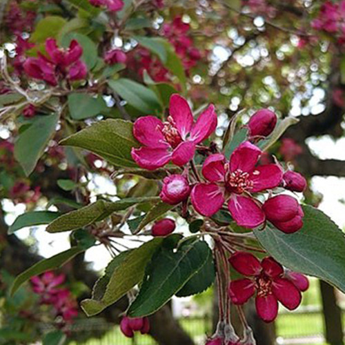 Саджанці яблуні Недзвецького (привитий) - 2-річний Чернівці - фото 1