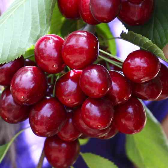 Саджанці колоновидної вишні Восторг (привитий) - 2-річний Чернівці