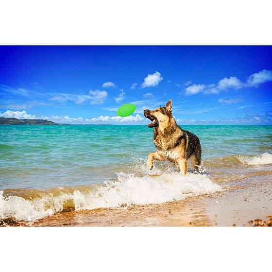 Ігровий м'яч для апортировки PitchDog, дiаметр 9cм салатовий Коломыя