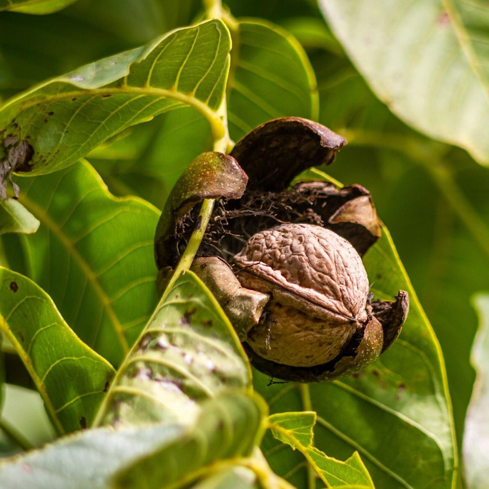 Саджанці грецького горіха Слава Україні - 2-річний Чернівці - фото 1