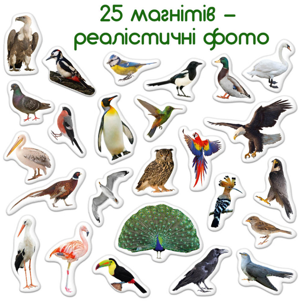 Дитячий набір магнітів Птахи фото Magdum ML4031-30 EN Вінниця - фото 4