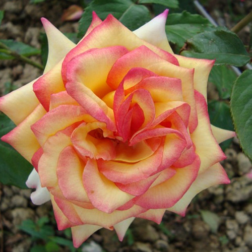 Саджанці троянд Сальвадор (привитий) - 2-річний Черновцы - изображение 1