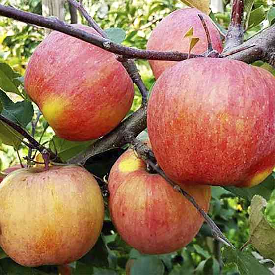 Саджанці яблуні Фуджі (привитий) - 2-річний Чернівці