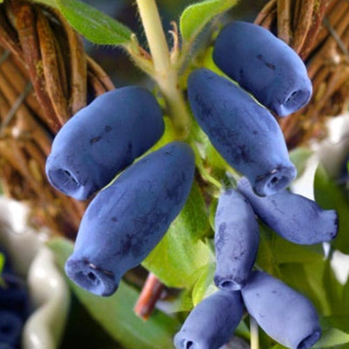 Саженцы жимолости Иоланта (черенкованный) - 3-летний Черновцы - изображение 1