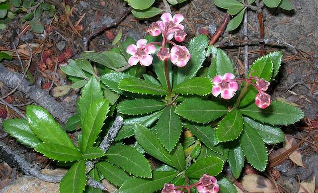 Зимолюбка зонтичная, 50г. MasterSEM Киев - изображение 2