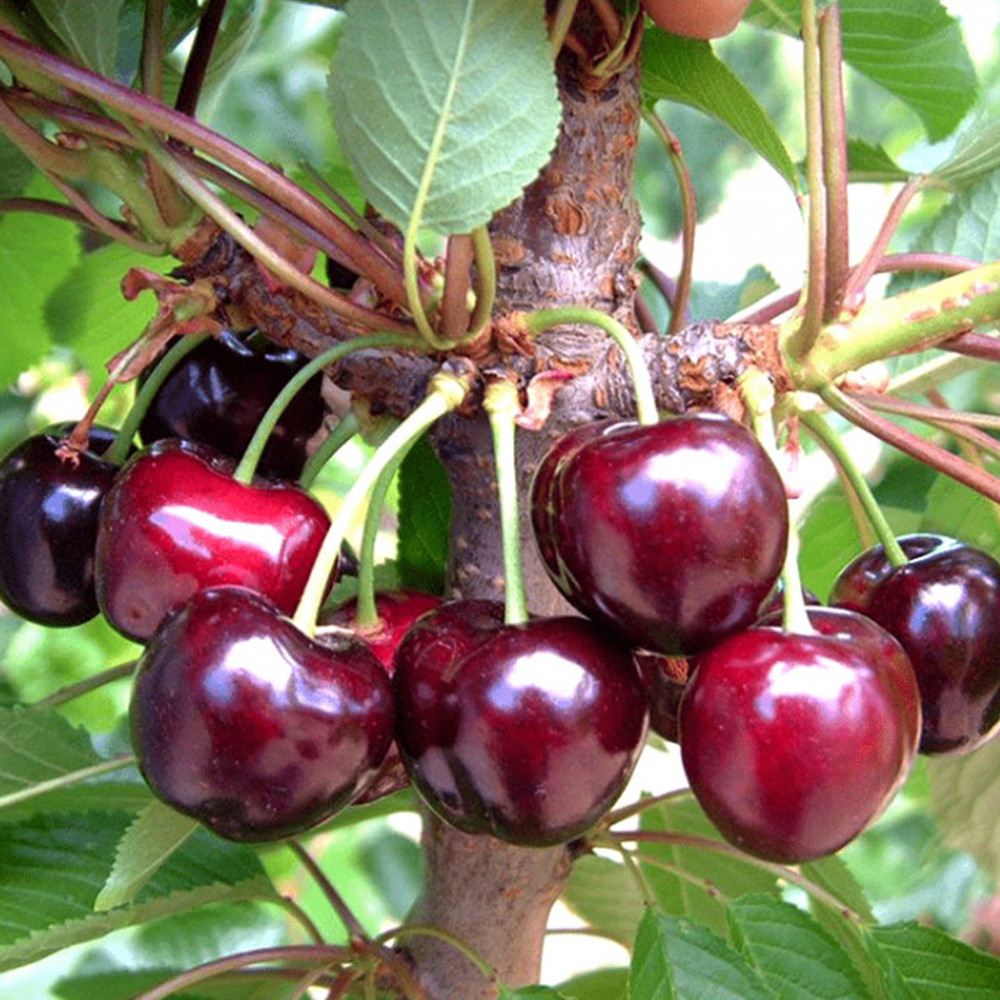 Саженцы черешни Бигарро Бурлат (привита) - 2-летний Черновцы - изображение 2
