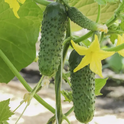 Огірок Авенсіс F1 самозапильний 10шт Професійне насіння Житомир
