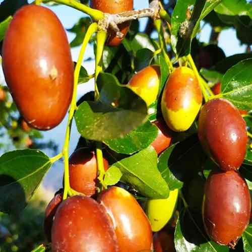 Саженцы зизифуса Метеор - 1-летний Черновцы