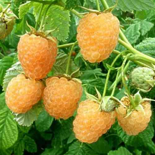 Саджанці малини Каскад Голд (черенкований) - 1-річний Чернівці