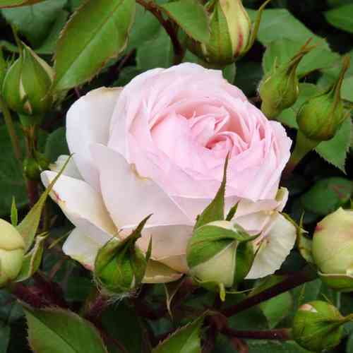 Саженцы роз Стефани Баронин Цу Гуттенберг (привитый) - 2-летний Черновцы