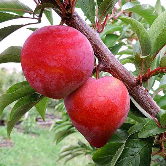 Саженцы диплоидной сливы Формоза (привитый) - 1-летний Черновцы