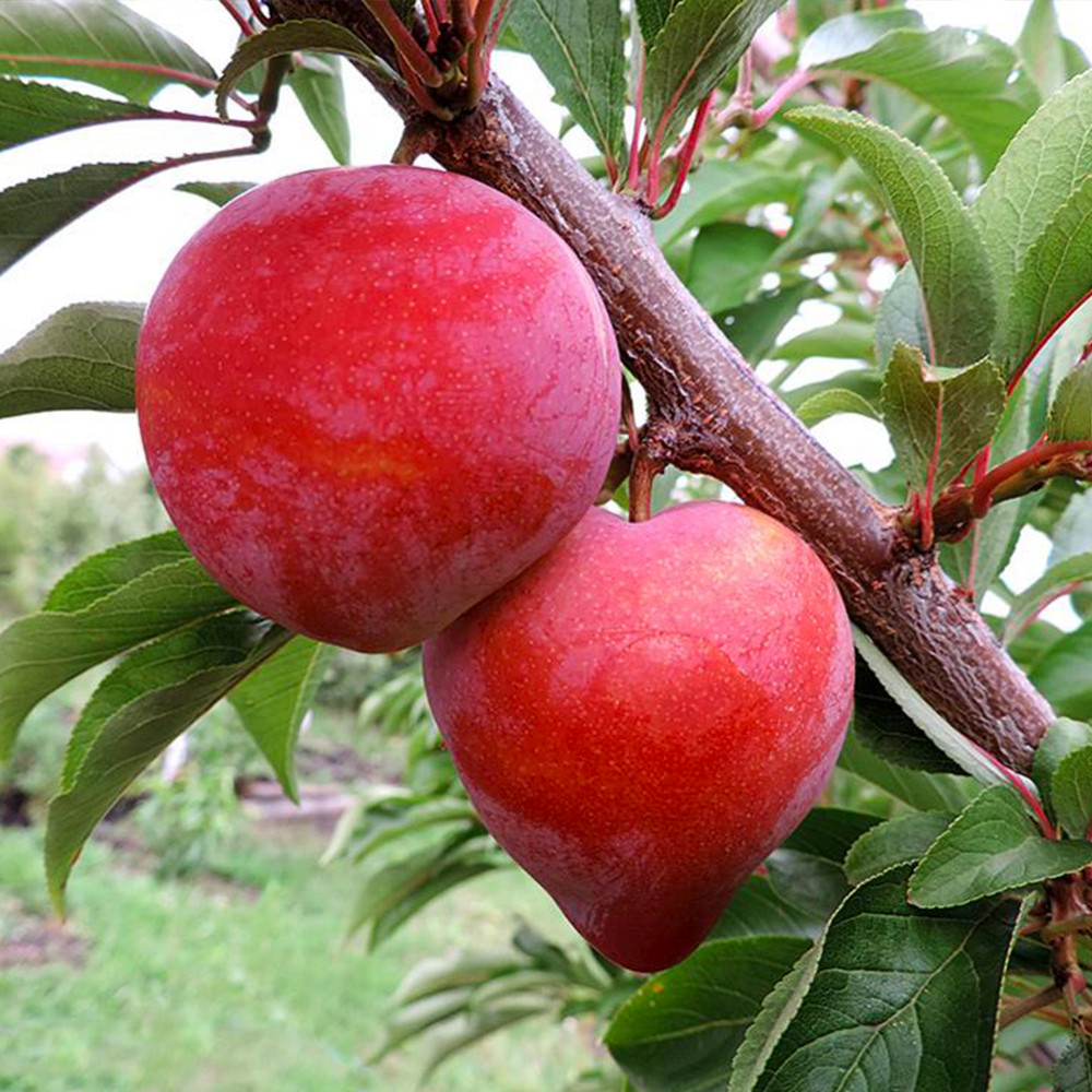 Саджанці диплоїдної сливи Формоза (привитий) - 1-річний Чернівці - фото 3