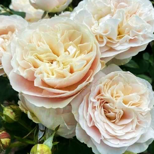 Саженцы роз Шифон (привитый) - 2-летний Черновцы - изображение 1