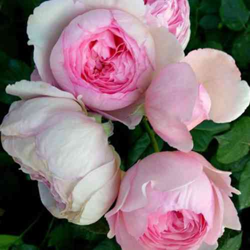 Саджанці троянд Джефф Гамільтон (привитий) - 2-річний Чернівці