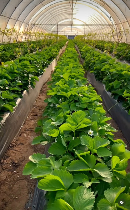 Агроволокно 60 г/м2 3,2х10 метрів чорне пакетоване для полуниці Дніпро - фото 10