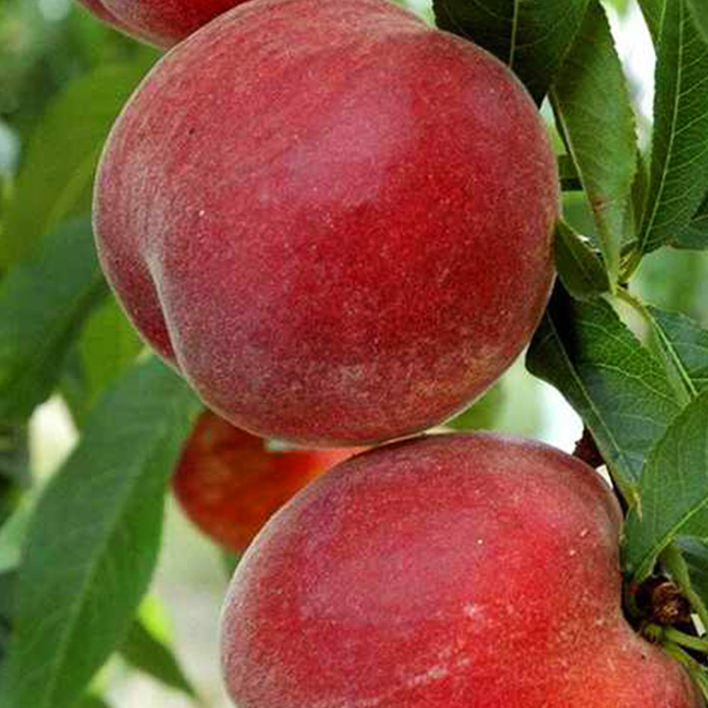 Саджанці персика Річ Мей (привитий) - 2-річний Чернівці - фото 1