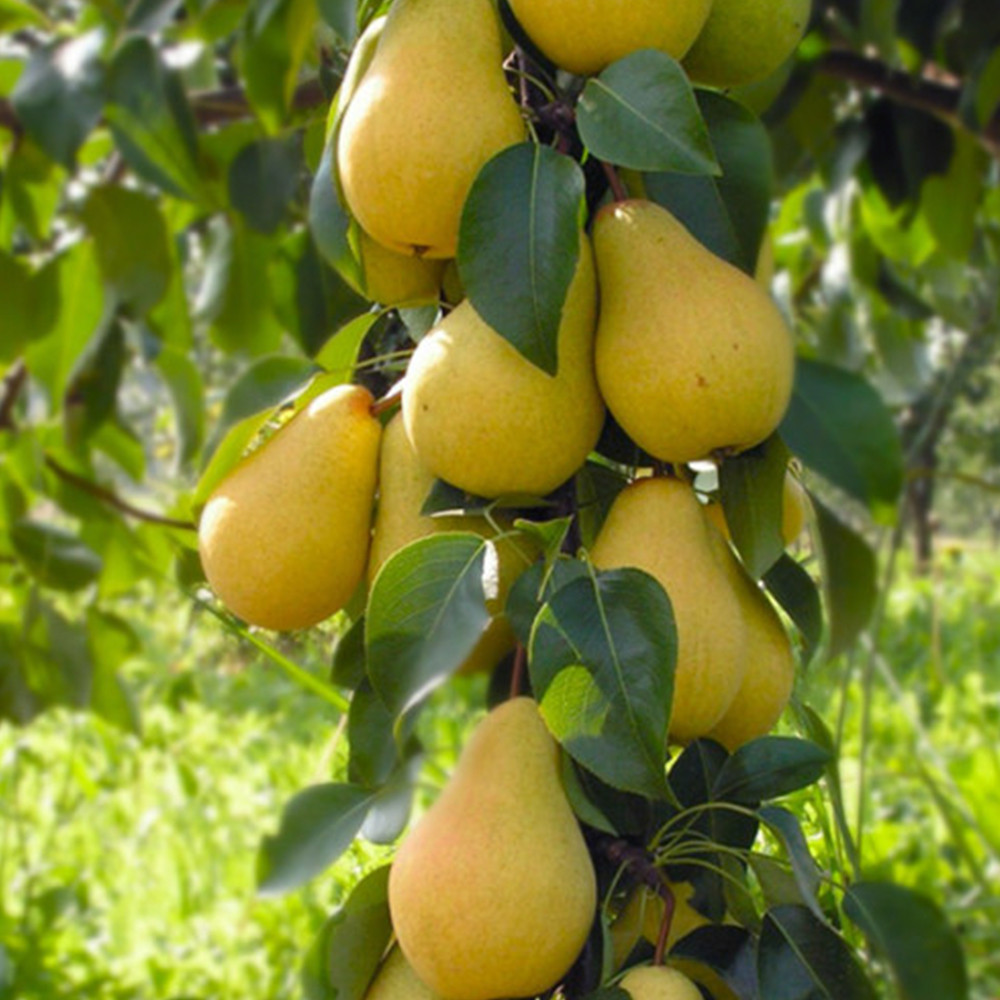 Саженцы груши Лимонка (привитый) - 1-летний Черновцы - изображение 3