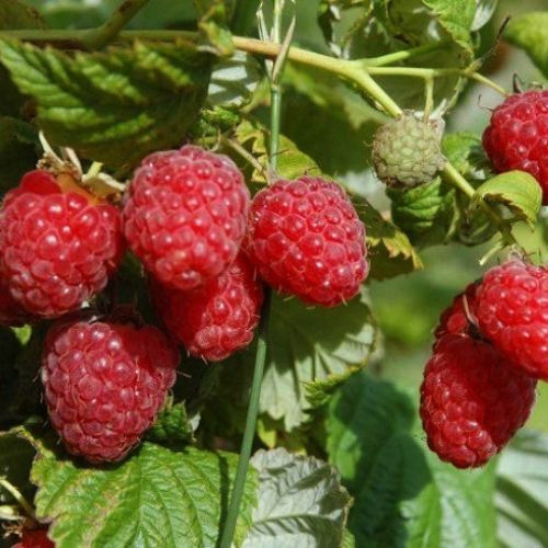 Саженцы малины Гусар (черенкованный) - 1-летний Черновцы - изображение 1