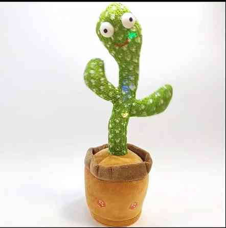 Танцюючий кактус Луцк