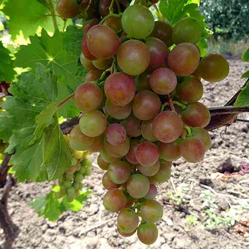 Саженцы винограда Блестящий (черенкованный) - 1-летний Черновцы