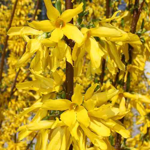 Саженцы форзиции Линвуд (черенкованный) - 1-летний (ЗКС) Черновцы