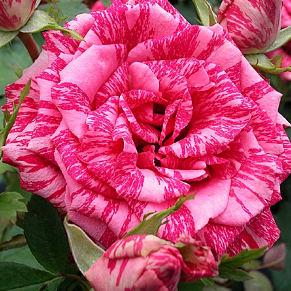 Саженцы чайно-гибридных роз Пинк Интуишн (привитый) Черновцы - изображение 1