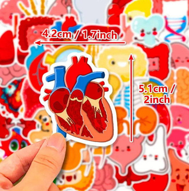 Наклейки органи людини. Водонепроникні вінілові естетичні наклейки для пляшки води, комп'ютера, ноут Київ - фото 6