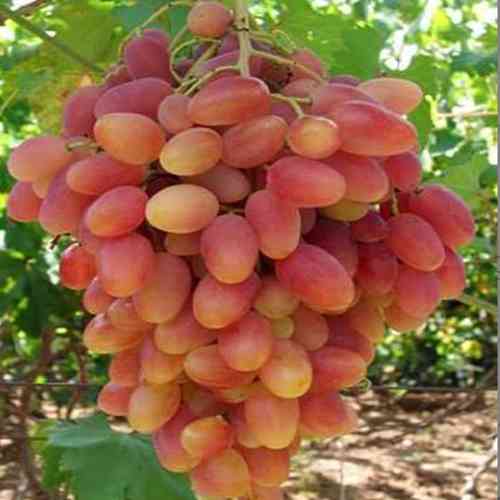 Саженцы винограда Ксения (черенкованный) - 2-летний Черновцы