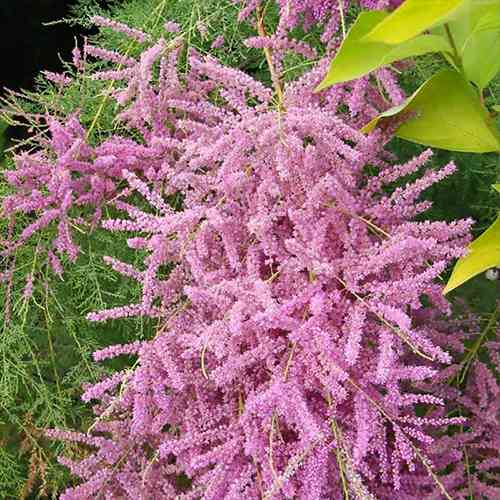 Саджанці тамариксу Глоу (черенкований) - 1-річний Чернівці