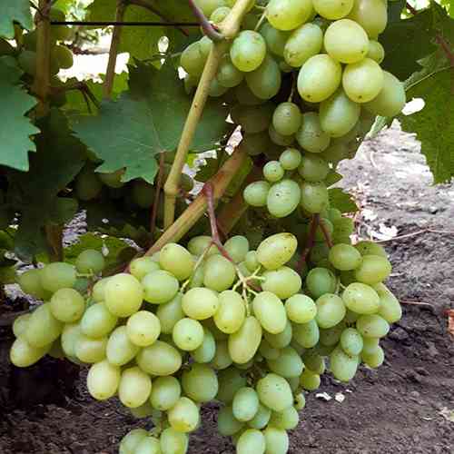 Саженцы винограда Гарольд (черенкованный) - 2-летний Черновцы