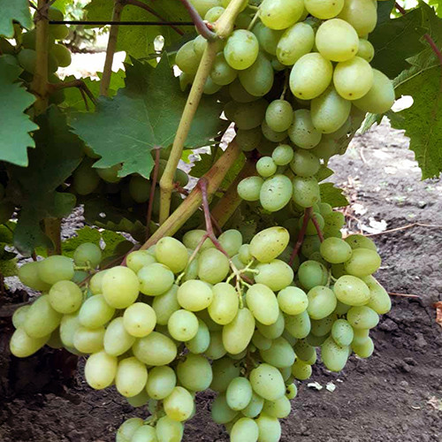 Cаджанці винограду Гарольд (черенкований) - 2-річний Чернівці - фото 1